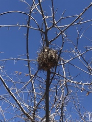Auriparus flaviceps