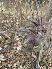 Sambucus racemosa