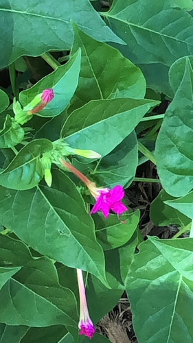 Nyctaginaceae image