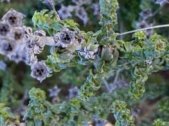 Psoralea bracteolata