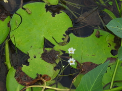 Nymphoides indica