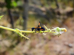 Scaphura elegans