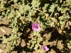 Sphaeralcea mendocina