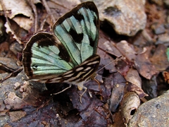 Dynamine postverta postverta