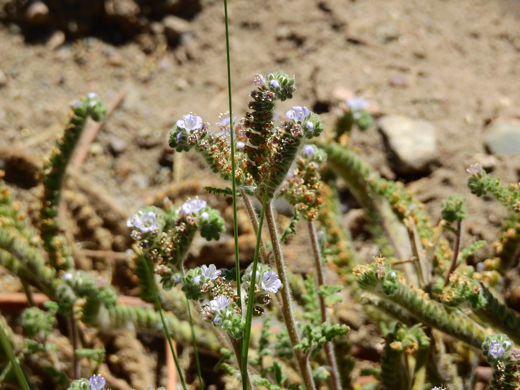 Phacelia artemisioides