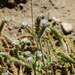 Phacelia artemisioides - Photo (c) Guillermo Debandi, some rights reserved (CC BY), uploaded by Guillermo Debandi