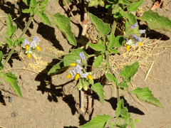 Solanum tweedianum