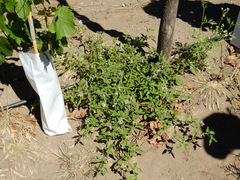 Solanum tweedianum