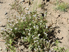 Phacelia artemisioides