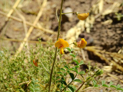 Adesmia grandiflora