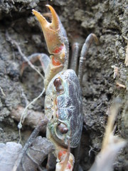Potamon hippocratis