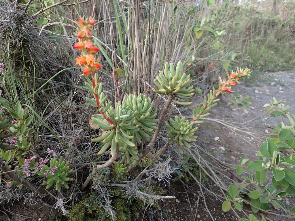 Echeveria johnsonii
