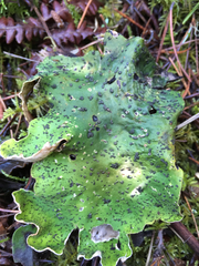 Peltigera britannica
