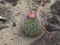 Melocactus smithii