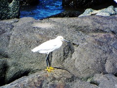 Egretta thula