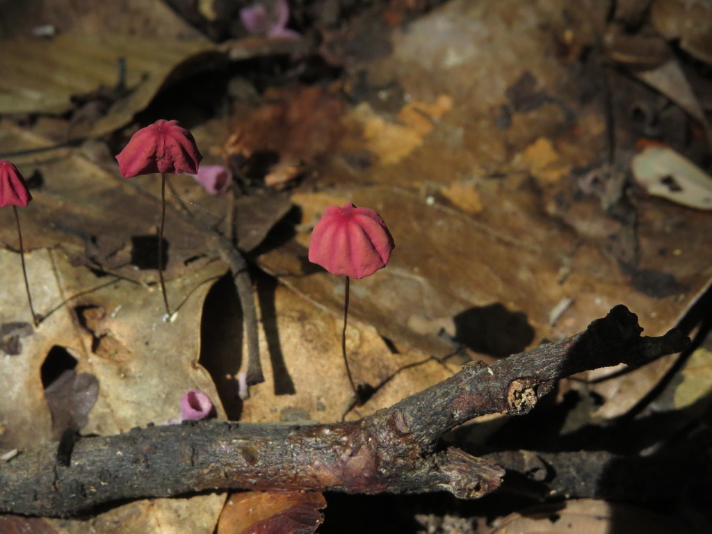 Marasmius haematocephalus · January 2014 · photo: © paul_prior (iNaturalist, cc-by)
