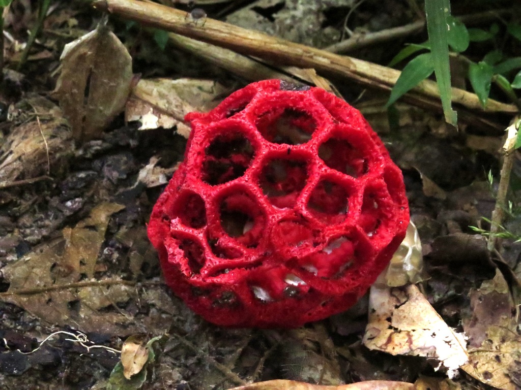 Clathrus cristatus