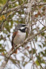 Calicalicus madagascariensis