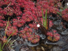 Drosera kaieteurensis