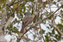 Calicalicus madagascariensis