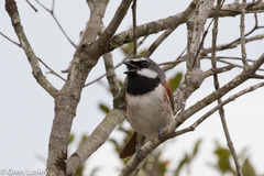 Calicalicus madagascariensis