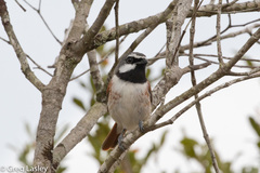 Calicalicus madagascariensis