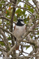 Calicalicus madagascariensis
