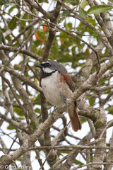 Calicalicus madagascariensis