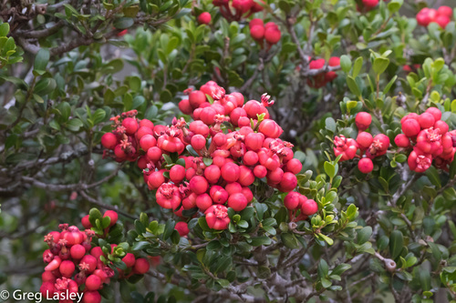 Symphonia microphylla image