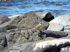 Pitangus sulphuratus