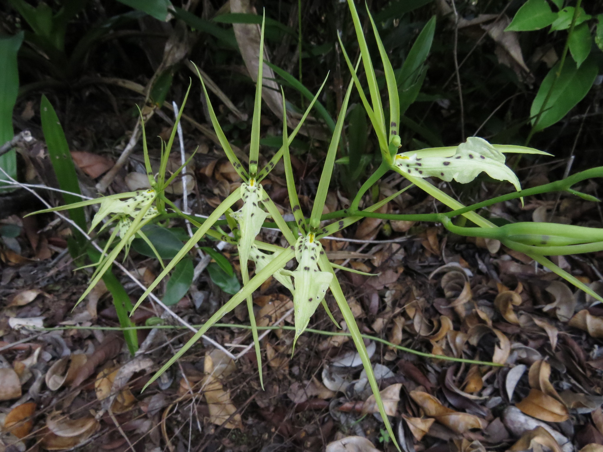 Brassia bidens Lindl. 3