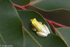 Heterixalus betsileo