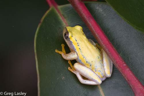 Betsileo Reed Frog