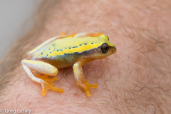 Heterixalus betsileo