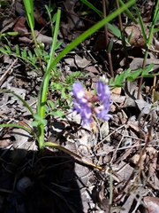Astragalus distortus