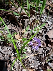 Astragalus distortus