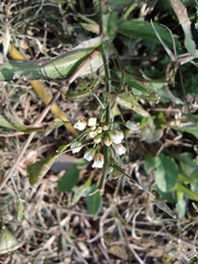 Capsella bursa-pastoris