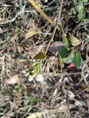 Capsella bursa-pastoris