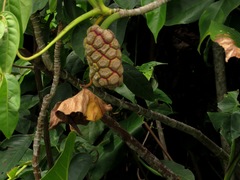 Montrichardia arborescens