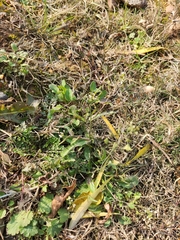 Capsella bursa-pastoris