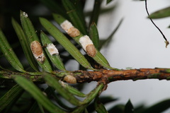 Pulvinaria floccifera