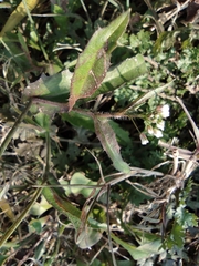 Capsella bursa-pastoris