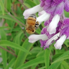 Apis mellifera