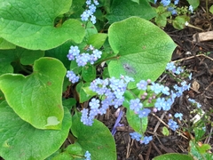 Myosotis sylvatica