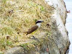 Pitangus sulphuratus