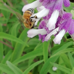Apis mellifera