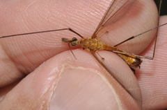 Tipula bezzii