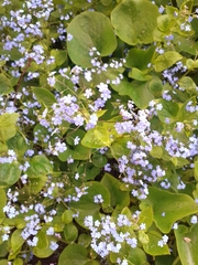 Myosotis sylvatica