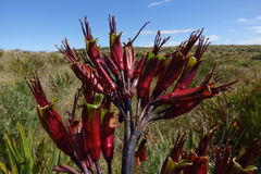 Phormium cookianum