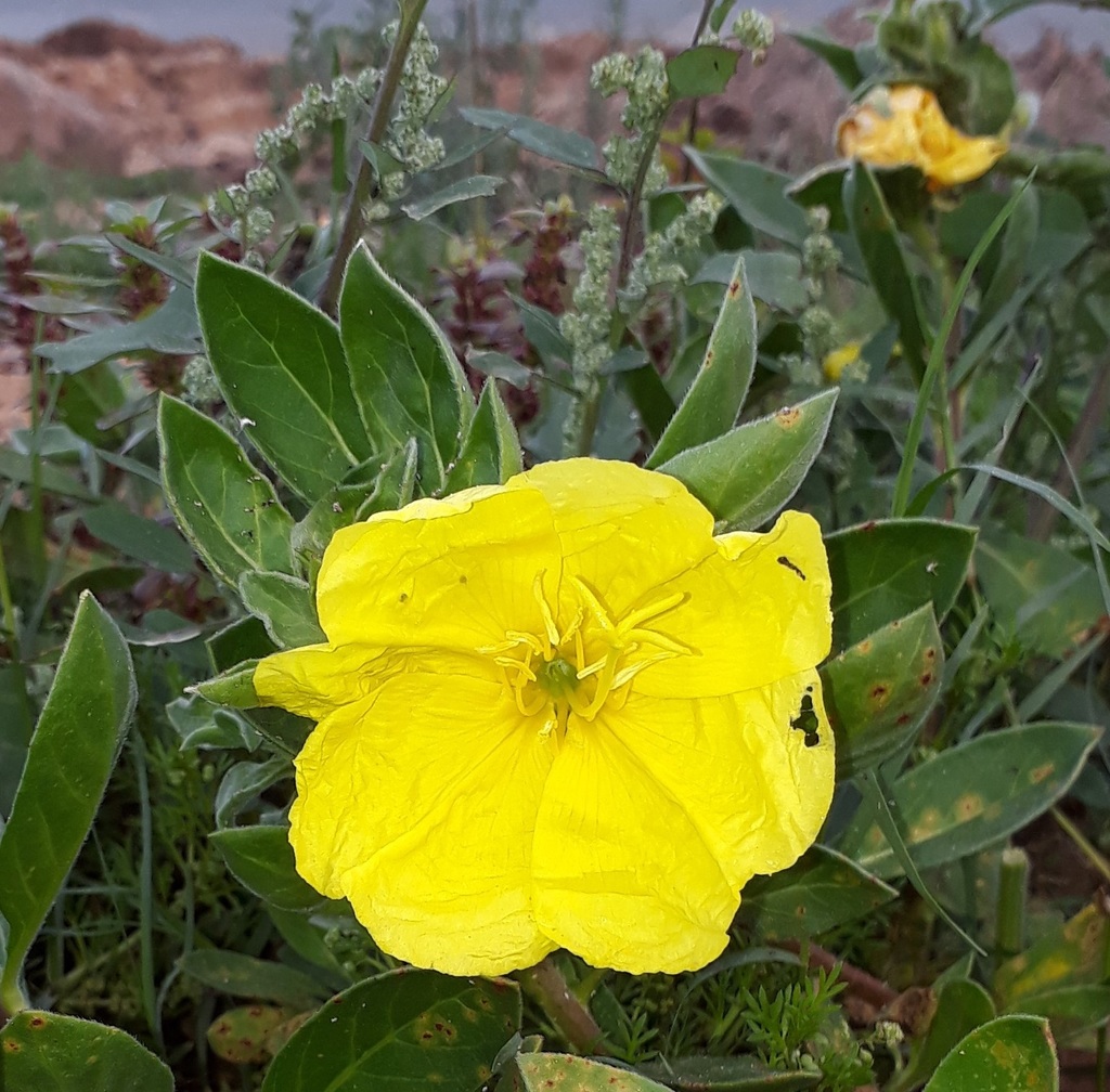 beach evening-primrose from The Island, Groot Brakrivier, 6525, South ...